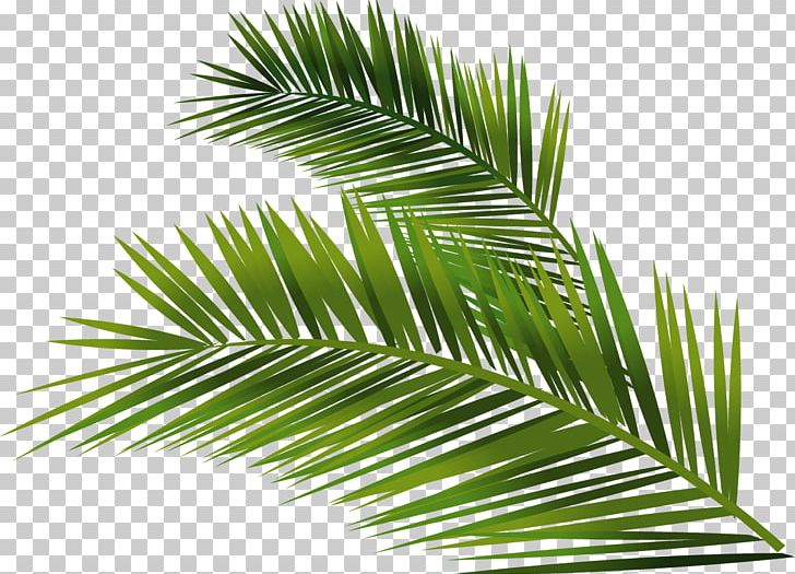 Trachycarpus Fortunei Building Arecaceae Euclidean PNG, Clipart, Arecales, Date Palm, Grass, Hand, Hand Painted Free PNG Download