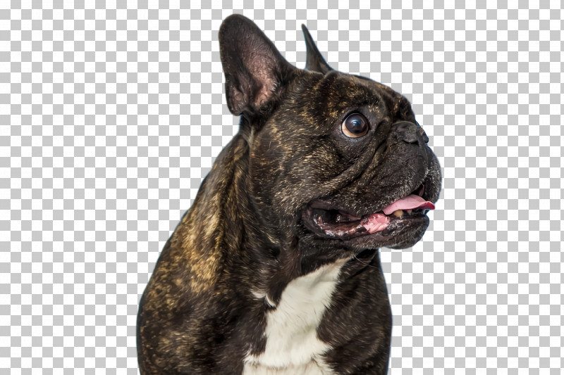 French Bulldog PNG, Clipart, Alapaha Blue Blood Bulldog, Breed, Bulldog, Dog, French Bulldog Free PNG Download