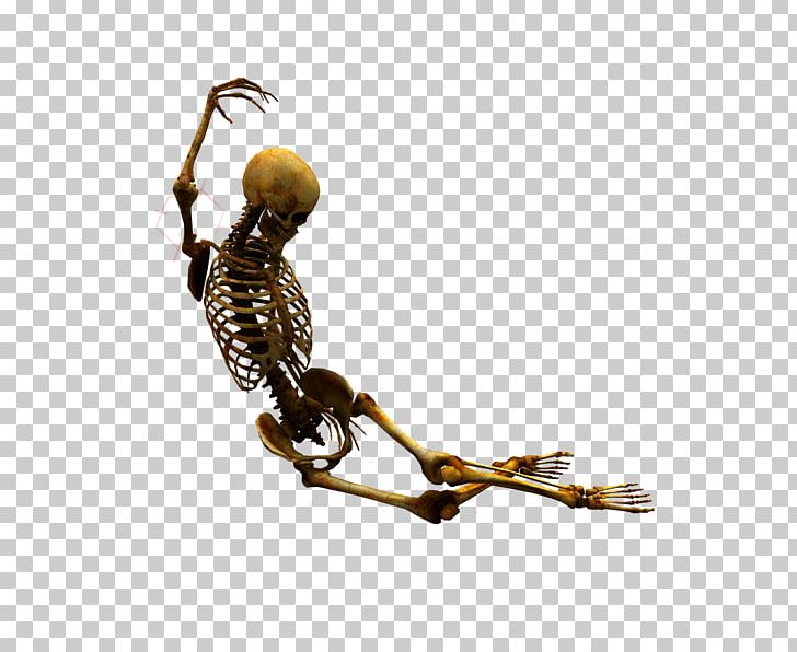Human Skeleton Skull Bone 骷髅 PNG, Clipart, Bone, Eye, Fantasy, Homo Sapiens, Human Body Free PNG Download