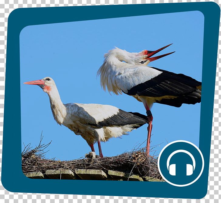 White Stork Bird Nest PNG, Clipart, Advertising, Animals, Beak, Bird, Bird Nest Free PNG Download