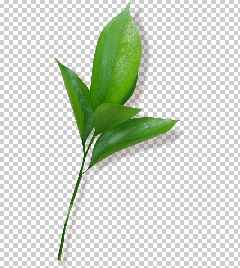 Leaf Plant Stem Bud Grasses Branch PNG, Clipart, Branch, Bud, Flower, Flowerpot, Grapevines Free PNG Download