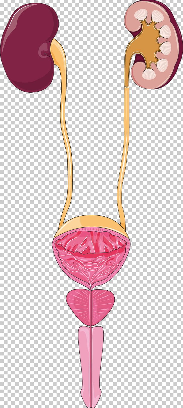 Excretory System Urine Urinary Tract Infection Kidney PNG, Clipart, Bird, Cooky, Cystitis, Disease, Drinkware Free PNG Download