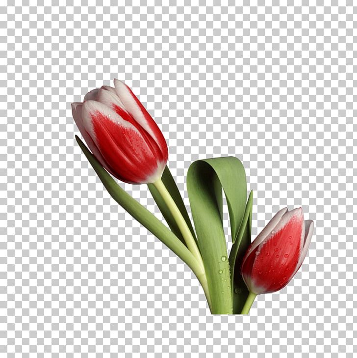 Flower Rose Tulip PNG, Clipart, Artificial Flower, Blue, Color, Desktop Wallpaper, Display Resolution Free PNG Download