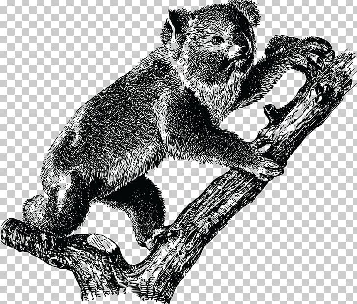 Koala Australia Rod Campbell's Aussie Animals PNG, Clipart, Animals, Arboreal, Australia, Bear, Black And White Free PNG Download