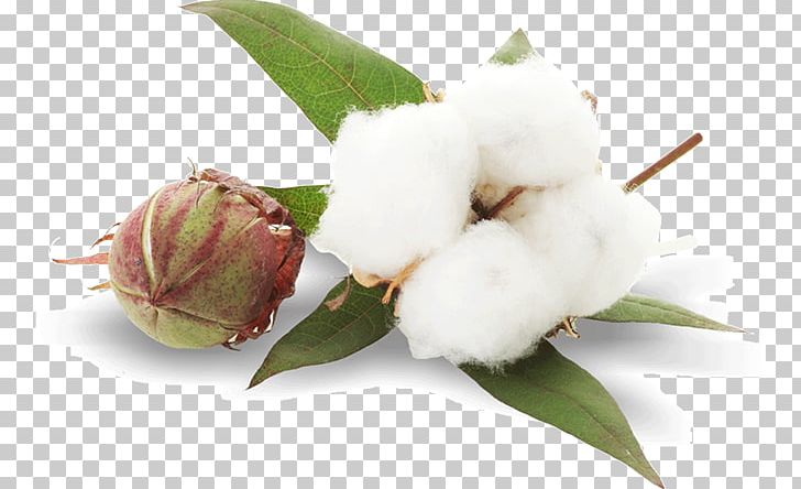 Cottonseed Plant Sea Island Cotton PNG, Clipart, Bud, Combing, Cotton, Cotton Plant, Cottonseed Free PNG Download