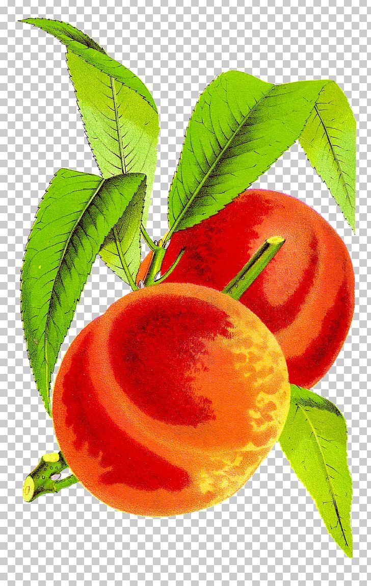 Peach Fruit PNG, Clipart, Apple, Apricot, Citrus, Cobbler, Diet Food Free PNG Download