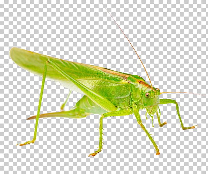 Stock Photography Grasshopper Green PNG, Clipart, Animal, Arthropod, Cricket, Cricket Like Insect, Fauna Free PNG Download
