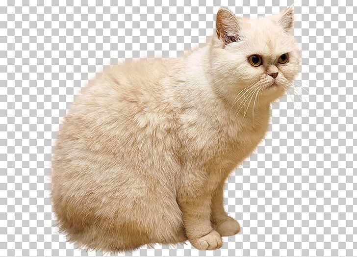 Persian Cat Kitten Puppy PNG, Clipart, Animals, Asian, Asian Semi Longhair, Black Cat, British Semi Longhair Free PNG Download