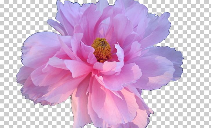 Pink Flowers Rose Pink Flowers Floral Design PNG, Clipart, Aesthetics, Color, Cut Flowers, Desktop Wallpaper, Floral Design Free PNG Download