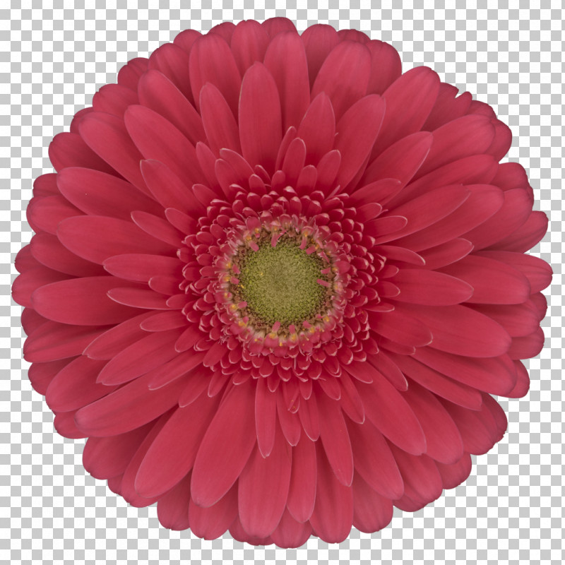 Transvaal Daisy Cut Flowers Flower Floristry Logo PNG, Clipart, Cut Flowers, Exo, Exols, Florist Holland Bv, Floristry Free PNG Download