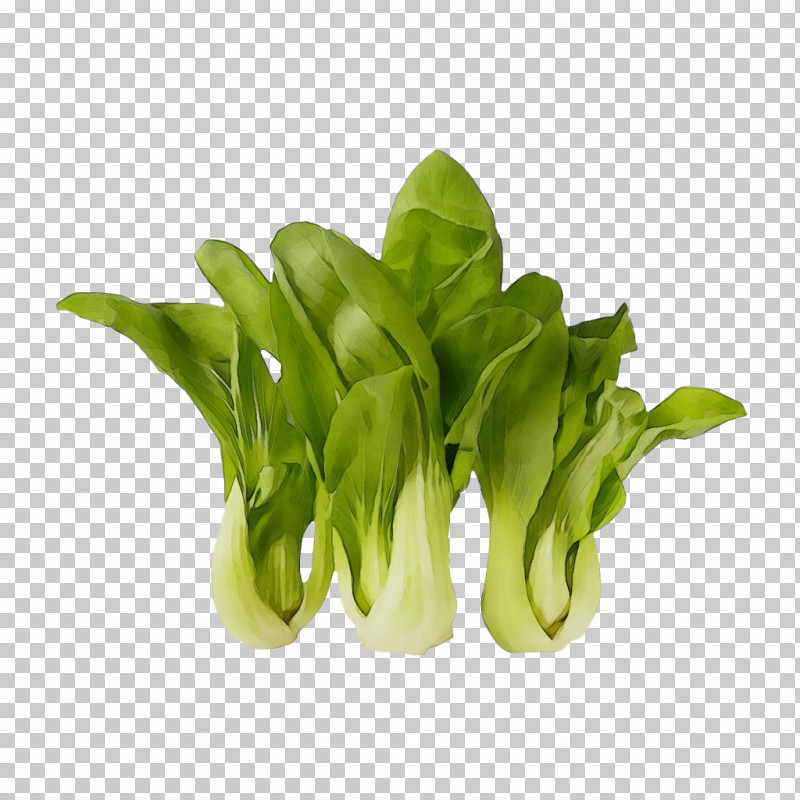 Choy Sum Spinach Leaf Vegetable Komatsuna Vegetable PNG, Clipart, Biology, Bok Choy, Choy Sum, Flowerpot, Herb Free PNG Download