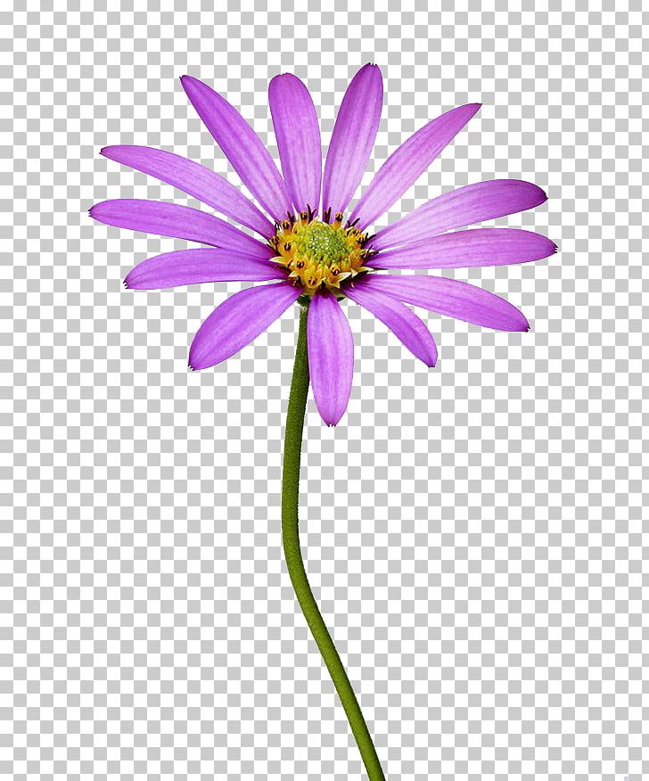 Common Daisy Stock Photography Flower PNG, Clipart, Computer Wallpaper, Cosmos, Dahlia, Daisy Family, Flowers Free PNG Download