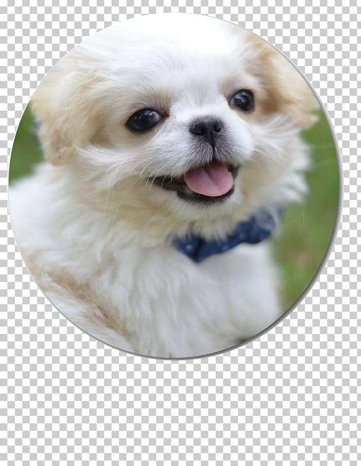 Tibetan Spaniel Shih Tzu Pekingese Chinese Imperial Dog Puppy PNG, Clipart, Animal, Animals, Animal Shelter, Carnivoran, Cherokee Free PNG Download