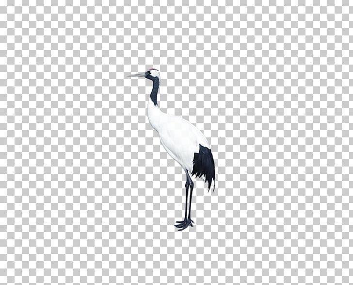 Crane U795eu8c37u4e2du533bu9662 Bird Goose PNG, Clipart, Animal, Beak, Black, China, Crane Free PNG Download