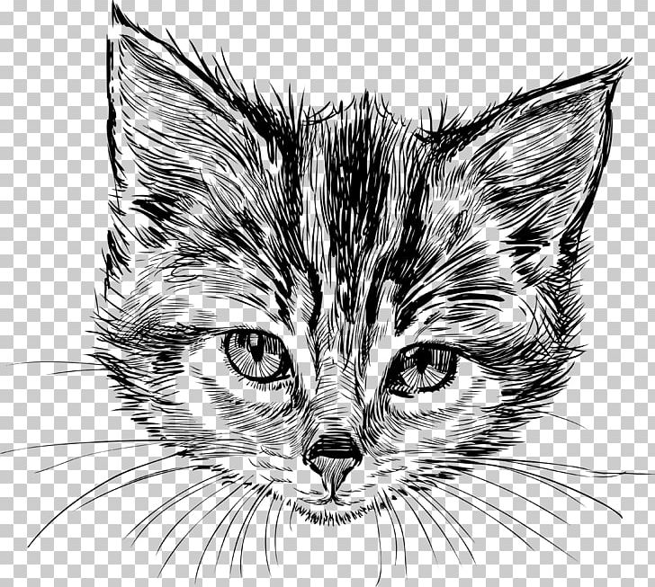 Cat Kitten Drawing PNG, Clipart, Animals, Black And White, Black Cat, Carnivoran, Cat Like Mammal Free PNG Download