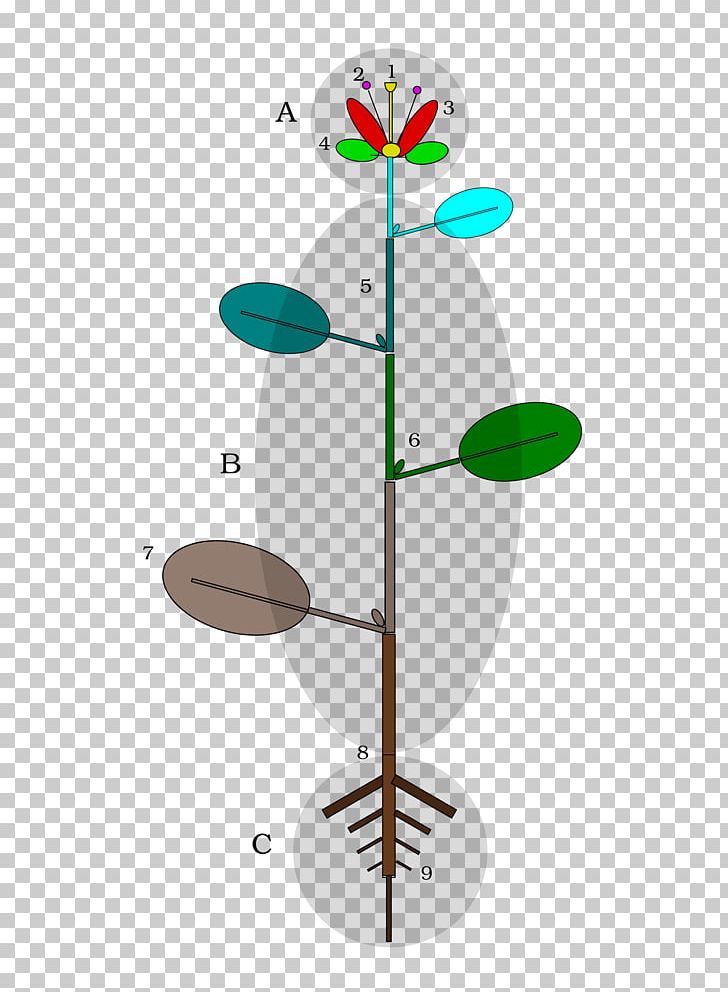 Plant Stem Flower Leaf Seed PNG, Clipart, Angiosperm Phylogeny Group, Angle, Auglis, Botany, Branch Free PNG Download