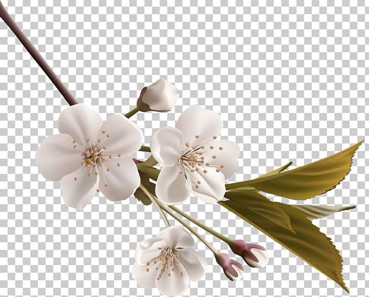 White Flower PNG, Clipart, Branch, Branches, Cherry Blossom, Christmas Tree, Cut Flowers Free PNG Download