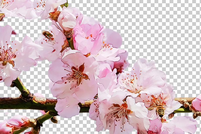 Cherry Blossom PNG, Clipart, Blossom, Branch, Cherry Blossom, Flower, Flowers Free PNG Download