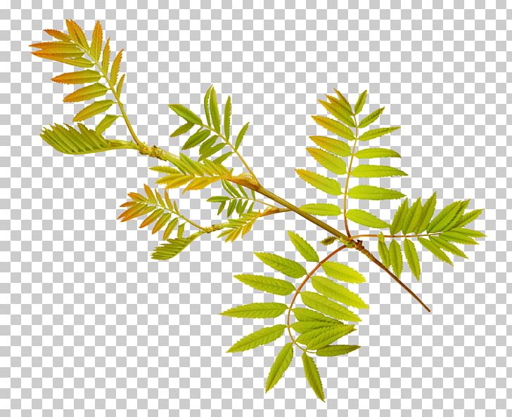 Leaf Plant Stem Tree PNG, Clipart, Blog, Blue Rose, Branch, Flower, Herbalism Free PNG Download