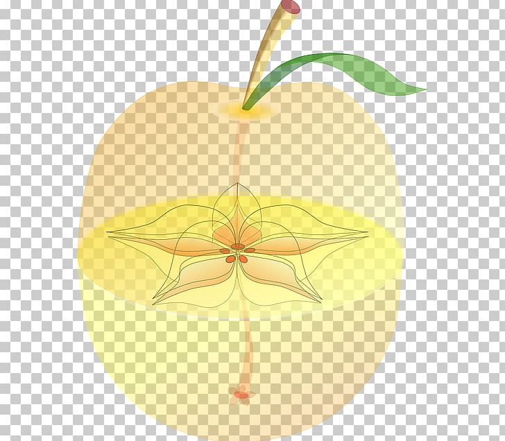 Paradise Apple Fruit Anatomy Seed PNG, Clipart, Anatomi, Anatomy, Apple, Apples, Biology Free PNG Download