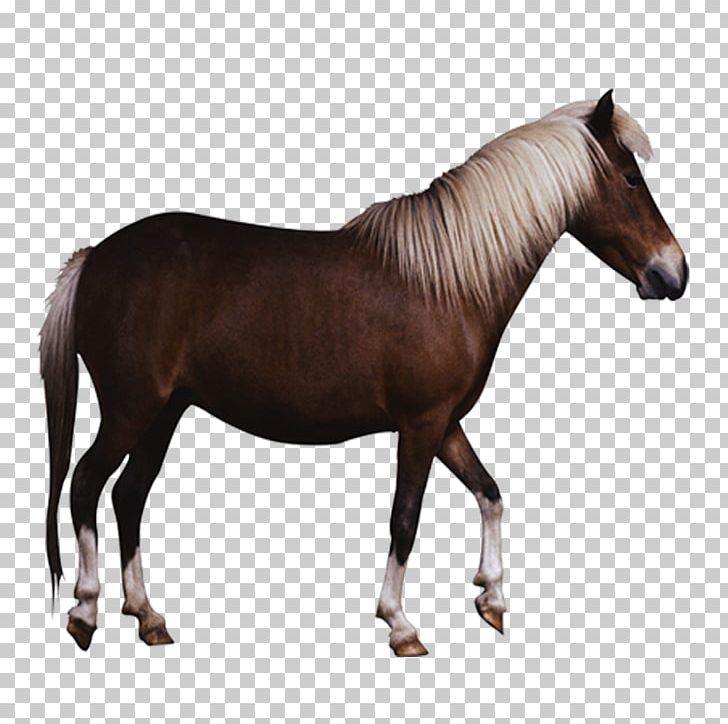 Pony Georgian Grande Horse Friesian Horse Wild Horse PNG, Clipart, Animal, Bridle, Bronco, Draft Horse, Equestrian Free PNG Download