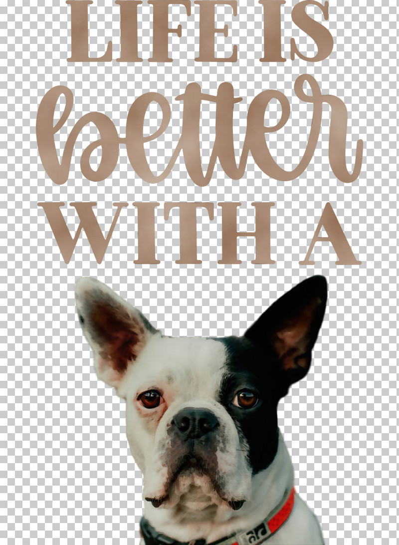 Boston Terrier Terrier Snout Breed Life PNG, Clipart, Better, Boston Terrier, Breed, Dog, Life Free PNG Download
