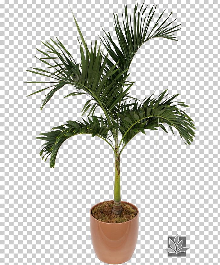 Asian Palmyra Palm Chamaedorea Elegans Houseplant Veitchia Flowerpot PNG, Clipart, Adonidia Merrillii, Arecaceae, Arecales, Areca Palm, Asian Palmyra Palm Free PNG Download