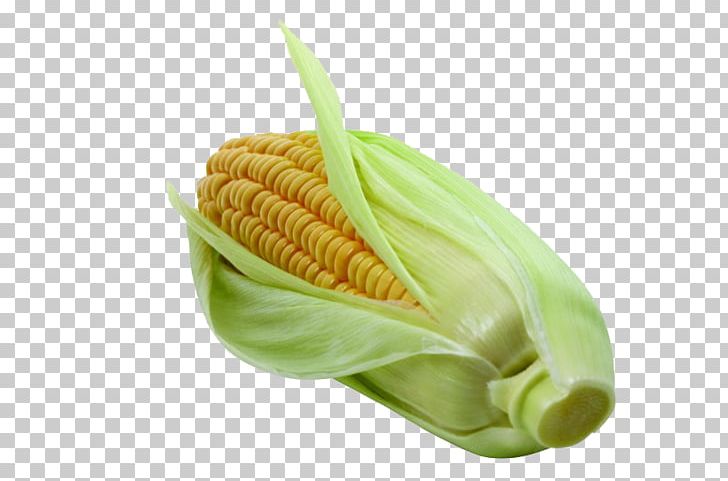 Corn On The Cob Vegetable Maize Napa Cabbage PNG, Clipart, Chinese Cabbage, Cob, Commodity, Corn, Corn Cartoon Free PNG Download