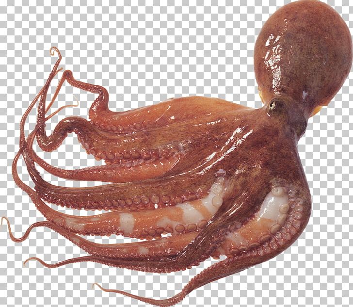 Octopus Squid As Food Cuttlefish PNG, Clipart, Animal, Animal Source Foods, Aura, Cephalopod, Cephalopod Beak Free PNG Download