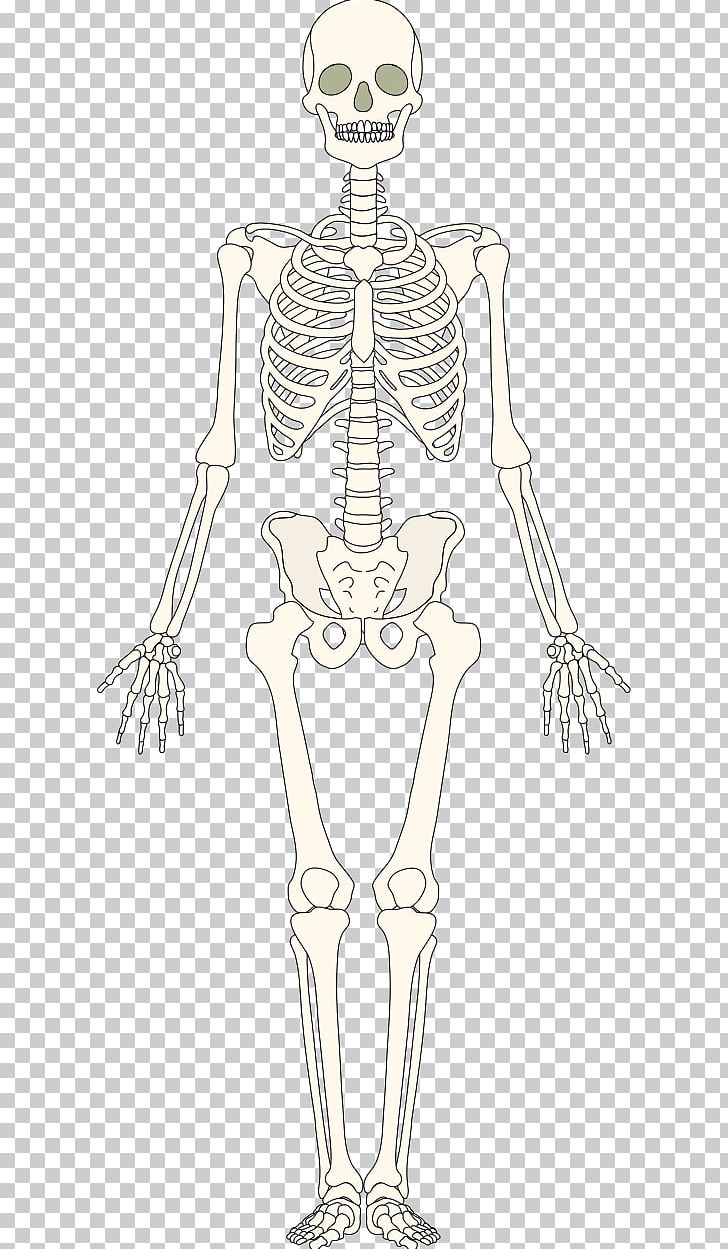 The Skeletal System Human Skeleton Bone PNG, Clipart, Abdomen, Anatomy, Arm, Art, Bones Free PNG Download