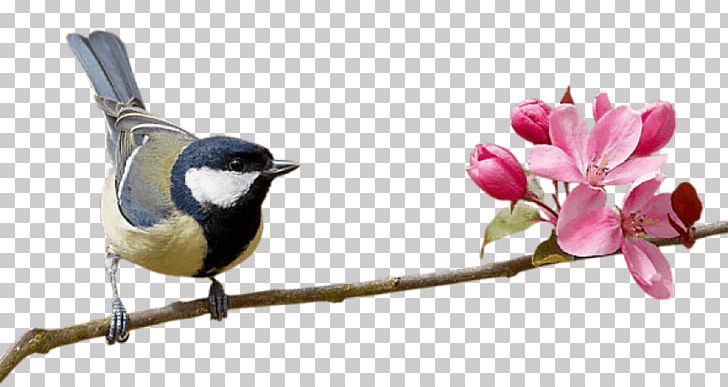 Bird Portable Network Graphics Parrot PNG, Clipart, Animals, Beak, Bird, Bird Bird, Blossom Free PNG Download