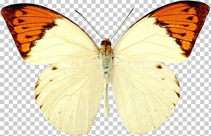 Butterfly Insect Hebomoia Glaucippe Anthocharis Cardamines Moth PNG, Clipart, Animal, Ant, Anthocharis, Arthropod, Bombycidae Free PNG Download