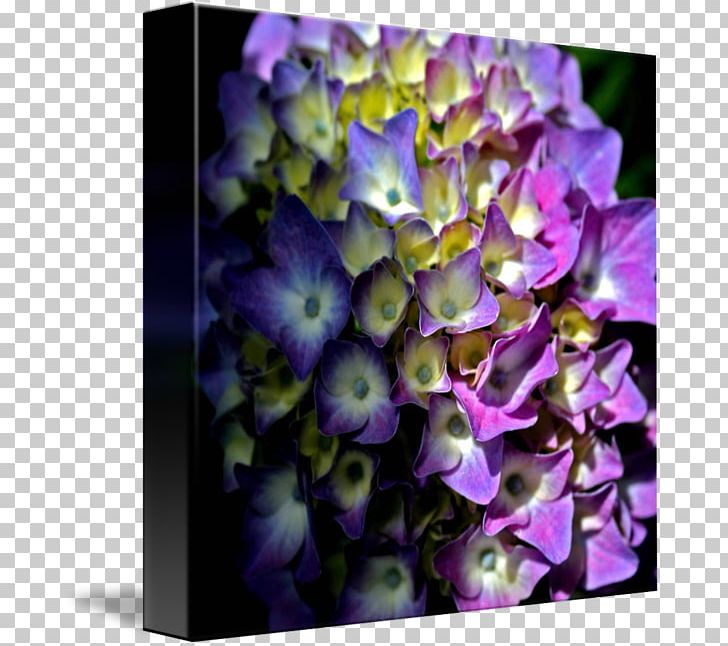 Flower Hydrangea Violet Lilac Floral Design PNG, Clipart, Cornales, Family, Flora, Floral Design, Flower Free PNG Download
