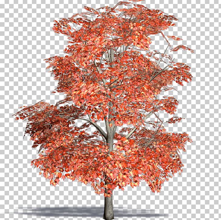 Maple Flowerpot Twig Houseplant Tree PNG, Clipart, Acer, Acer Rubrum, Autumn, Branch, Flowering Plant Free PNG Download