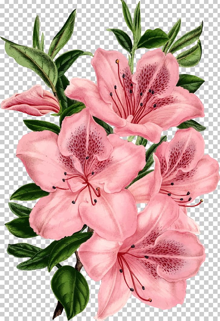 Drawing Pink Flowers PNG, Clipart, Alstroemeriaceae, Azalea, Bloom, Blossom, Clip Free PNG Download