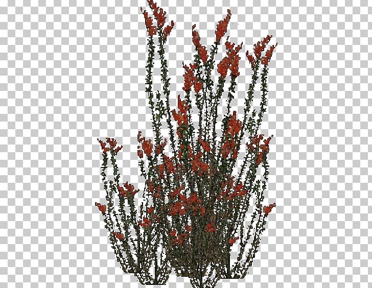 Fouquieria Splendens Table Plant Platypus Shrub PNG, Clipart, Agave, Branch, Calluna, Desert, Dining Room Free PNG Download