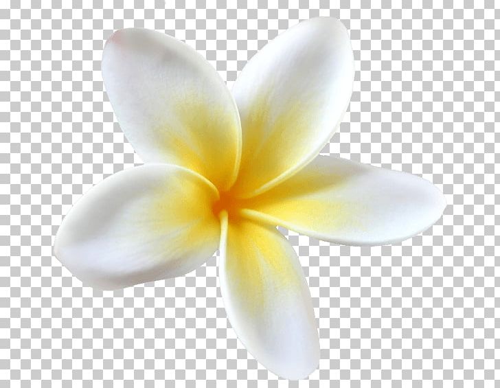 Close-up PNG, Clipart, Closeup, Company, Depression, Flower, Helpline Free PNG Download