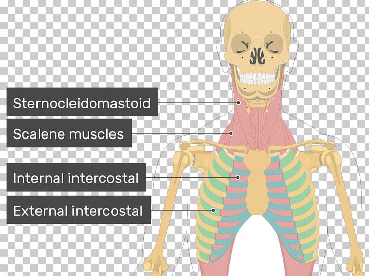 External Intercostal Muscles Internal Intercostal Muscles Scalene