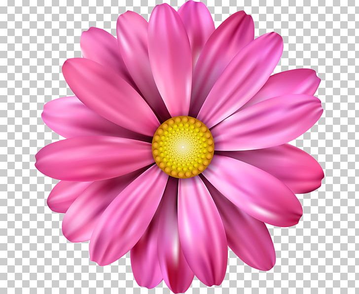 Flower Petal Drawing PNG, Clipart, Annual Plant, Aster, Botany, Chrysanths, Color Free PNG Download