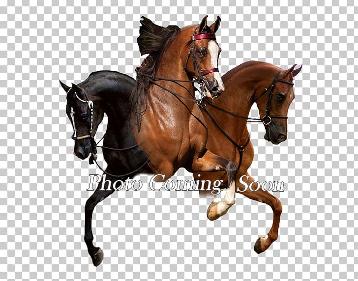 Hunt Seat Stallion Rein Mustang Mare PNG, Clipart, Bridle, English Riding, Equestrian, Equestrianism, Equestrian Sport Free PNG Download