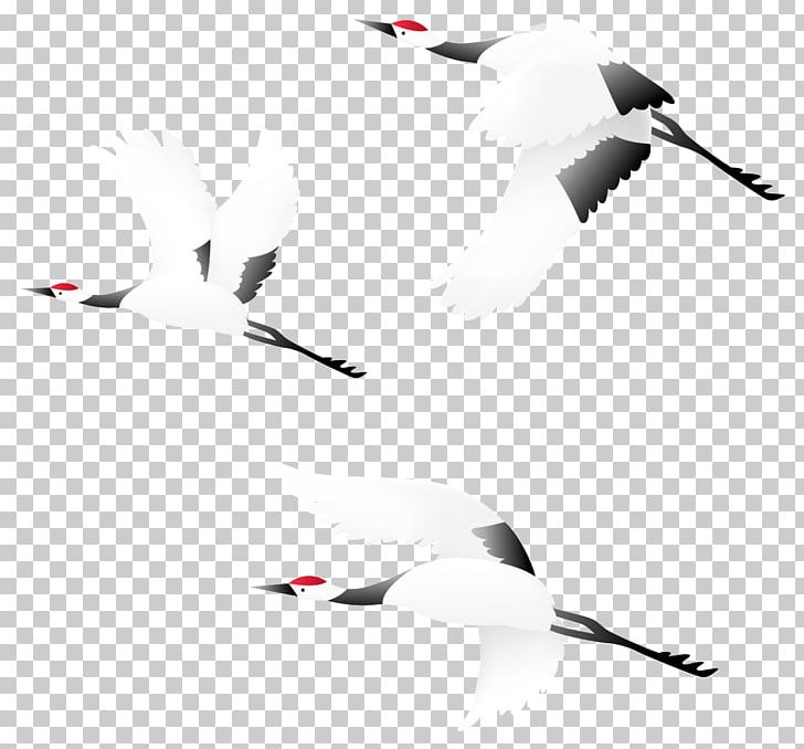 Bird Crane PNG, Clipart, Aerospace Engineering, Aircraft, Airliner, Airplane, Air Travel Free PNG Download