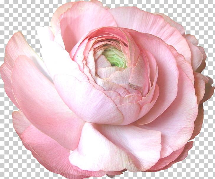 Garden Roses Centifolia Roses Floribunda Cut Flowers PNG, Clipart, 2017, Advertising, Centifolia Roses, Closeup, Cut Flowers Free PNG Download