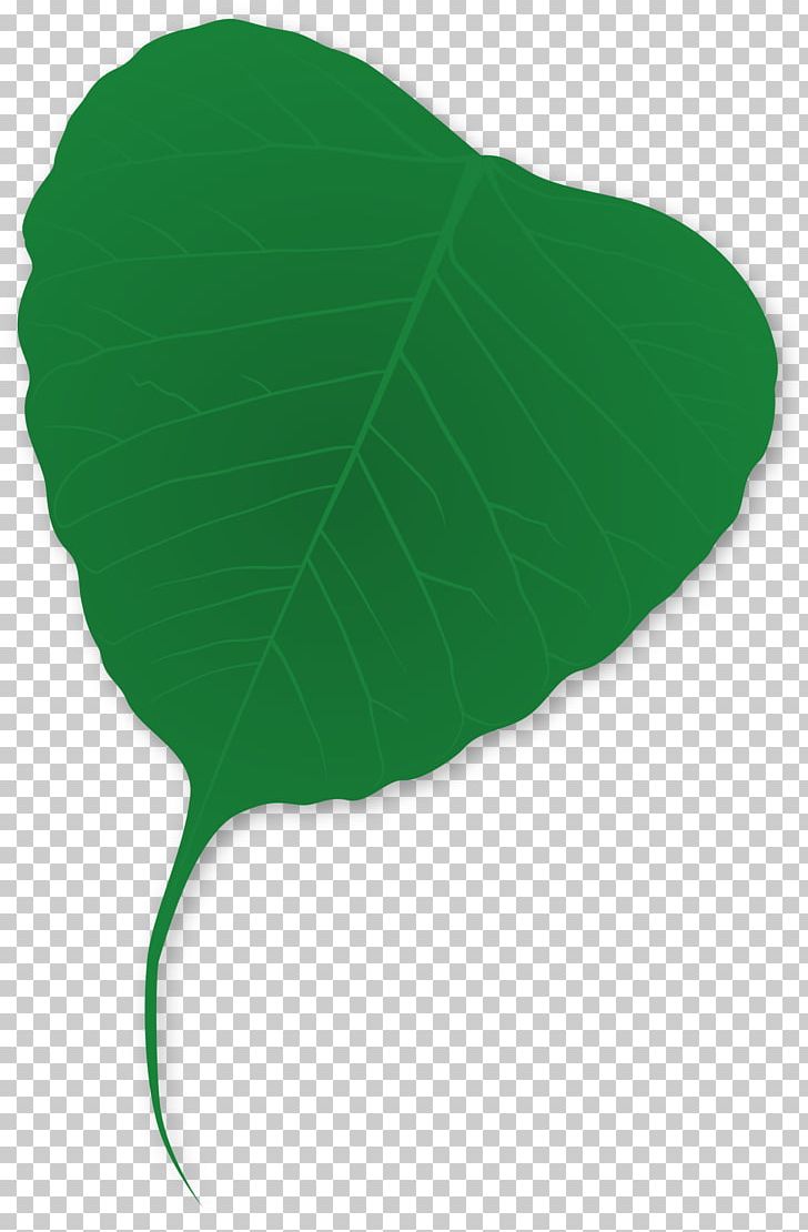 Plant Tree Green Leaf PNG, Clipart, Autumn Leaf Color, Bud, Food Drinks, Ginkgo Biloba, Grass Free PNG Download