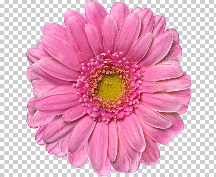 Stock Photography Transvaal Daisy Flower PNG, Clipart, Annual Plant, Aster, Chrysanths, Common Daisy, Daisy Family Free PNG Download