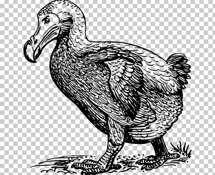 Dodo Bird PNG, Clipart, Animals, Art, Beak, Bird, Black And White Free PNG Download