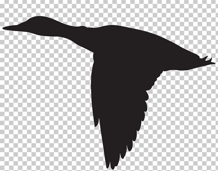 Duck Flight Goose Mallard Bird PNG, Clipart, American Black Duck, Beak, Bird, Black And White, Duck Free PNG Download