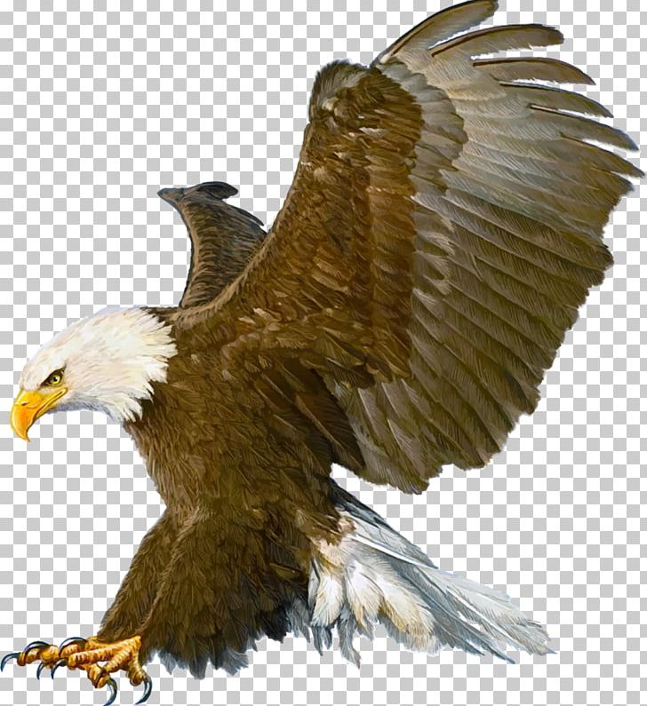 Bald Eagle Drawing PNG, Clipart, Accipitriformes, Alta, Animals, Bald Eagle, Beak Free PNG Download