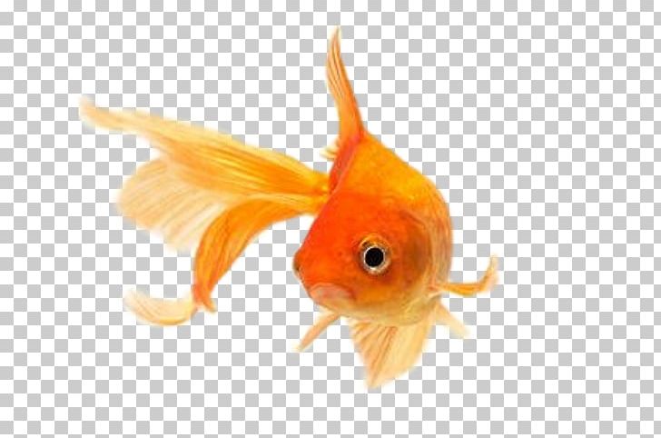 Comet Fantail Common Goldfish Lionhead Ryukin PNG, Clipart, Animals, Aquarium, Aquarium Fish Feed, Bony Fish, Calico Free PNG Download