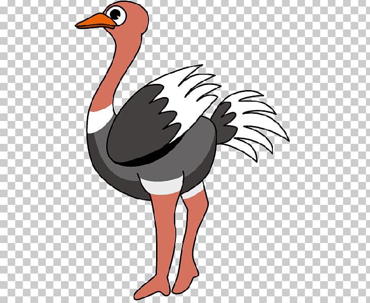 Common Ostrich PNG, Clipart, Art, Beak, Bird, Chicken, Common Ostrich Free PNG Download