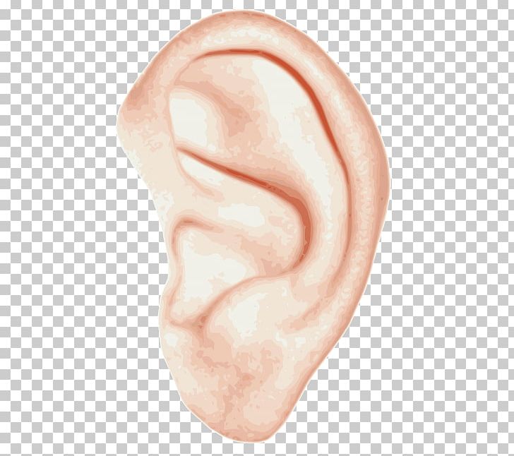 Ear Anatomy Inner Ear Hearing PNG, Clipart, Anatomy, Chin, Clip Art, Closeup, Ear Free PNG Download